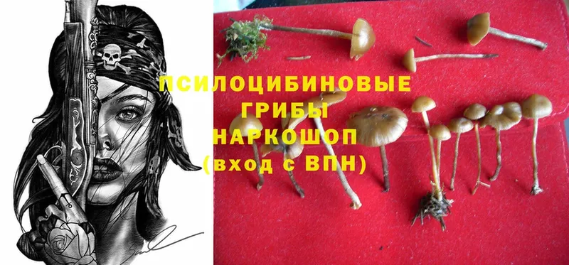 наркота  Красноперекопск  площадка клад  Псилоцибиновые грибы MAGIC MUSHROOMS 